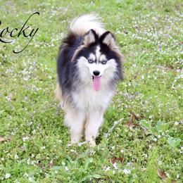Rocky - Black and white male Pomsky puppy in Murfreesboro, Tennessee from Middle Tennessee Pomskies