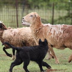 Belgian Sheepdog and French Bulldog Puppies from Wildmour