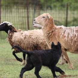 Belgian Sheepdog and French Bulldog Puppies from Wildmour