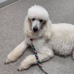 Poodle All Grown Up from Red Tree Farm Standard Poodles