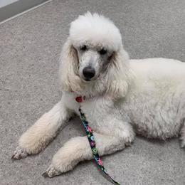 Poodle All Grown Up from Red Tree Farm Standard Poodles