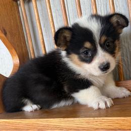 Nova - Black and tan female Pembroke Welsh Corgi puppy in Derby, Iowa from NHC Kennels