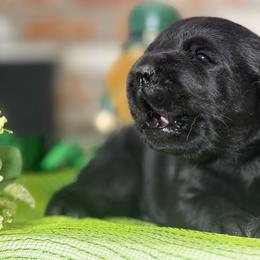 Honey bee - Black male Labrador Retriever puppy in Dixon, California from Rosslyn Labradors (Rose-Line)