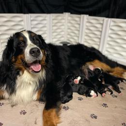 Female Puppy - Black rust and white female Bernese Mountain Dog puppy in Montrose, Michigan from Royal Bernese Mountain Dogs LLC