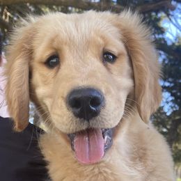 Green- “Dutton” - Golden Retriever puppy in Wichita, Kansas from Libby Brown