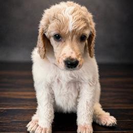 Penny - Parti female Poodle puppy in Washington, Pennsylvania from Patriotic Poodles