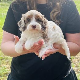 Assorted Doodle Crosses, Bernedoodle, Goldendoodle, and Labradoodle Puppies from Erica’s Doodles