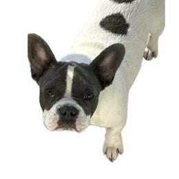Treble - French Bulldog