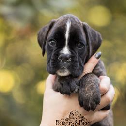Green - Brindle male Boxer puppy in Catlett, Virginia from Honey and Coal Kennels