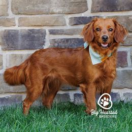 Roxy - Companion Cross