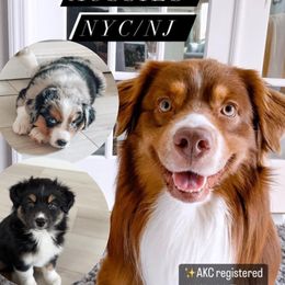 Australian Shepherd Puppies from Caramel Bliss Aussies - NJ NYC
