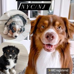 Australian Shepherd Puppies from Caramel Bliss Aussies - NJ NYC