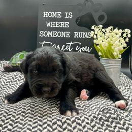 Onyx - Black male Australian Shepherd puppy in Thornton, Colorado from 303 Aussies
