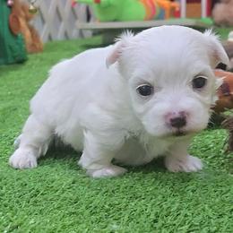 Tom - White male Maltese puppy in Aurora, Missouri from KnJ Precious Paws LLC