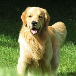 Golden Retrievers from Good Life Goldens, LLC