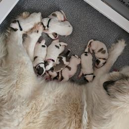 ORLA- lime collar - White and badger female Great Pyrenees puppy in Mikado, Michigan from Brittain Family Farm