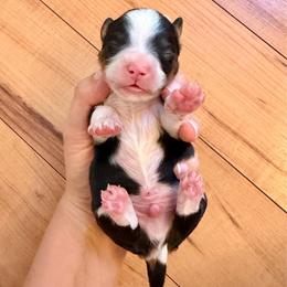 Tricolor male - Tri-color male Bernedoodle puppy in Brooksville, Florida from Kruger Doodles