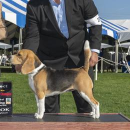 Jollene - Beagle