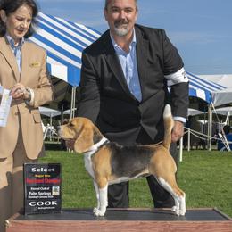 Jollene - Beagle