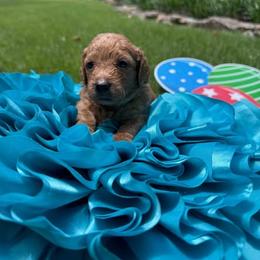 Double Doodle Puppies from Abbott Mini Doodles