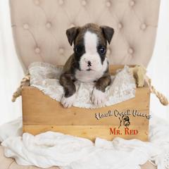 Mr. Red - Brindle male Boxer puppy in Learned, Mississippi from Hawk Creek Boxers