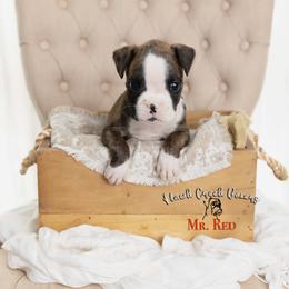 Mr. Red - Brindle male Boxer puppy in Learned, Mississippi from Hawk Creek Boxers
