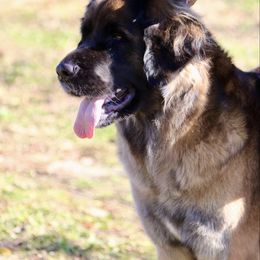 Nike - Leonberger