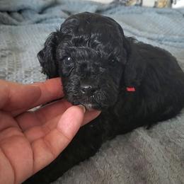 Flash - Toy Poodle raised in home - Black male Poodle puppy in Falcon, Missouri from Cedar House Heritage Poodles | AKC Toy & Miniature Poodle Puppies Raised in Home