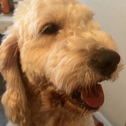 Molly - Goldendoodle