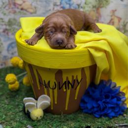Christopher Robin - Red  male Goldendoodle puppy in Williamson, New York from Lakeside Doodles