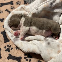 Bulldog Puppies from Bougie Bullies & Birds LLC