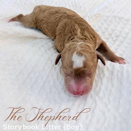 The Shepherd - Apricot male Goldendoodle puppy in Livermore, Colorado from Heritage Hills Family Doodles