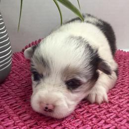 Pippin(blue merle,triple clear) - Blue merle and white female American Corgi puppy in Scottown, Ohio from Wyndy Ridge Corgis