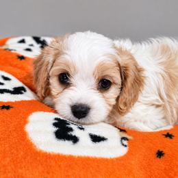 Light Blue - Oakley - male Cavapoochon puppy in Kountze, Texas from CaviCajun Kennels