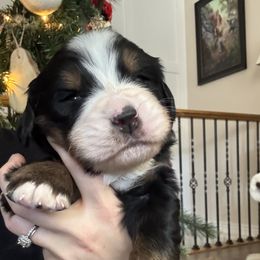 Bernese Mountain Dog Puppies from Berner Acre Woods
