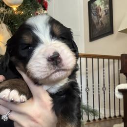 Bernese Mountain Dog Puppies from Berner Acre Woods