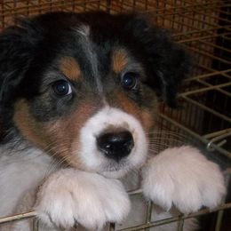 Australian Shepherds from NiteShade Aussies