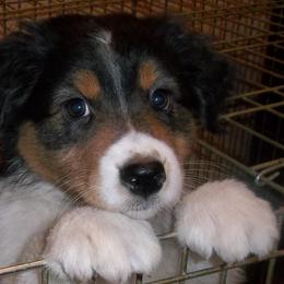 Australian Shepherds from NiteShade Aussies