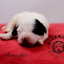 Benedict Bridgerton - Black and white male Sheepadoodle puppy in Edmond, Oklahoma from Rock N Roll Doodles