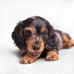 Dachshund Puppies from MyGaDachs