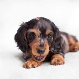 Dachshund Puppies from MyGaDachs