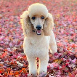 Nalani - Poodle
