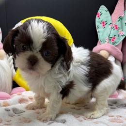 Darlene - Chocolate female Shih Tzu puppy in Stafford, Virginia from Bayview Pups