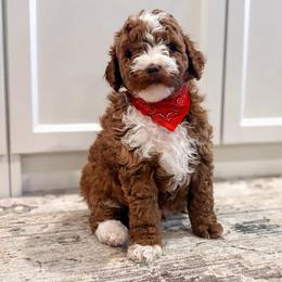 Terk - Red and white male Cockapoo puppy in Seymour, Missouri from Cherokee Creek Labradors and Doodles