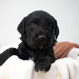 Black Widow (Red) - Black female Goldendoodle puppy in Lafayette, Alabama from Sweethaven Kennels
