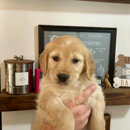 Female 7 Green collar - Golden female Golden Retriever puppy in Rainier, Washington from Hanson’s NW Goldens & Doodles