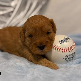 Milo - Red male Cavapoo puppy in North Branch, Minnesota from Rosie’s Pups MN