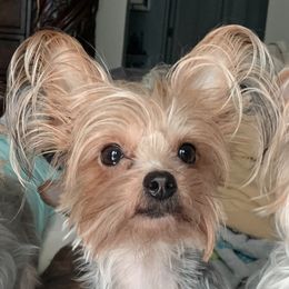 Penny - Yorkshire Terrier