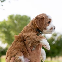 Boy 2 - Red Assorted Doodle Crosses puppy in Nevada from Down Country Doodles
