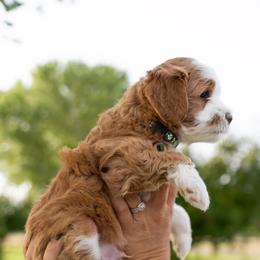 Boy 2 - Red Assorted Doodle Crosses puppy in Nevada from Down Country Doodles
